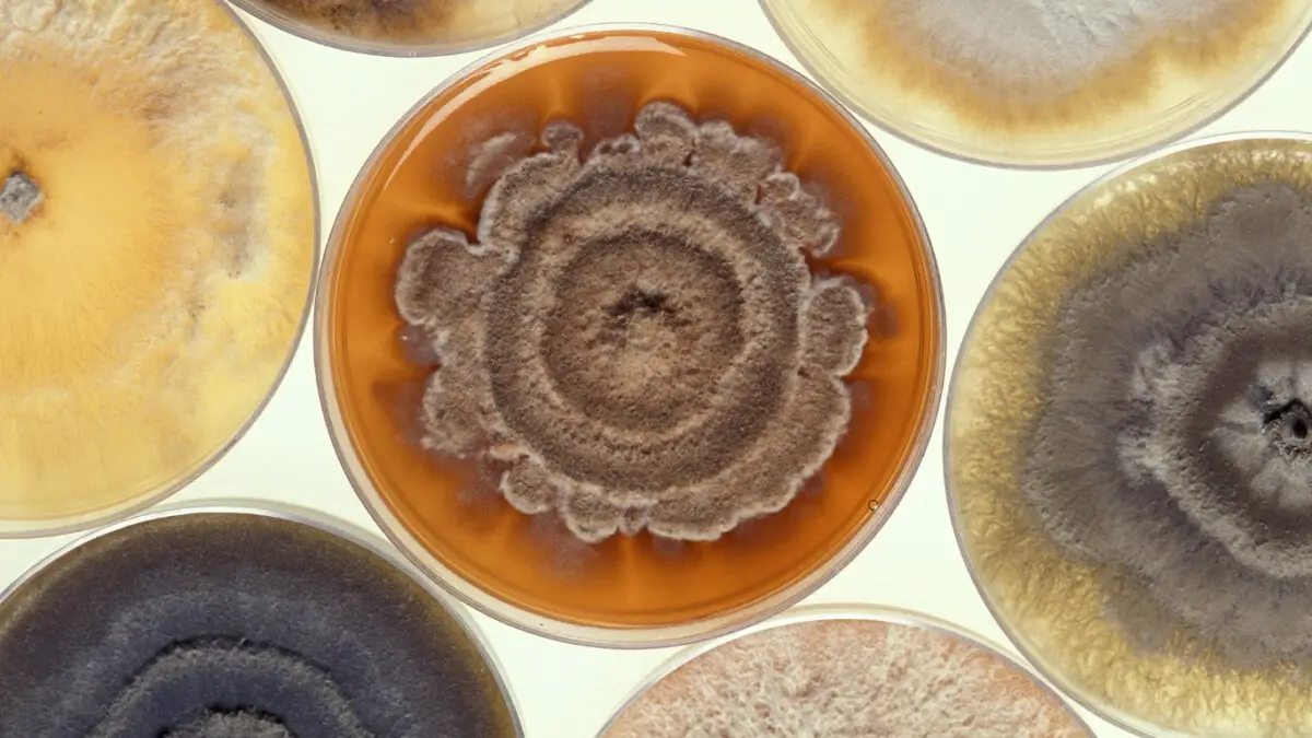 Is Moldy Soap Safe To Use? DIY products 101