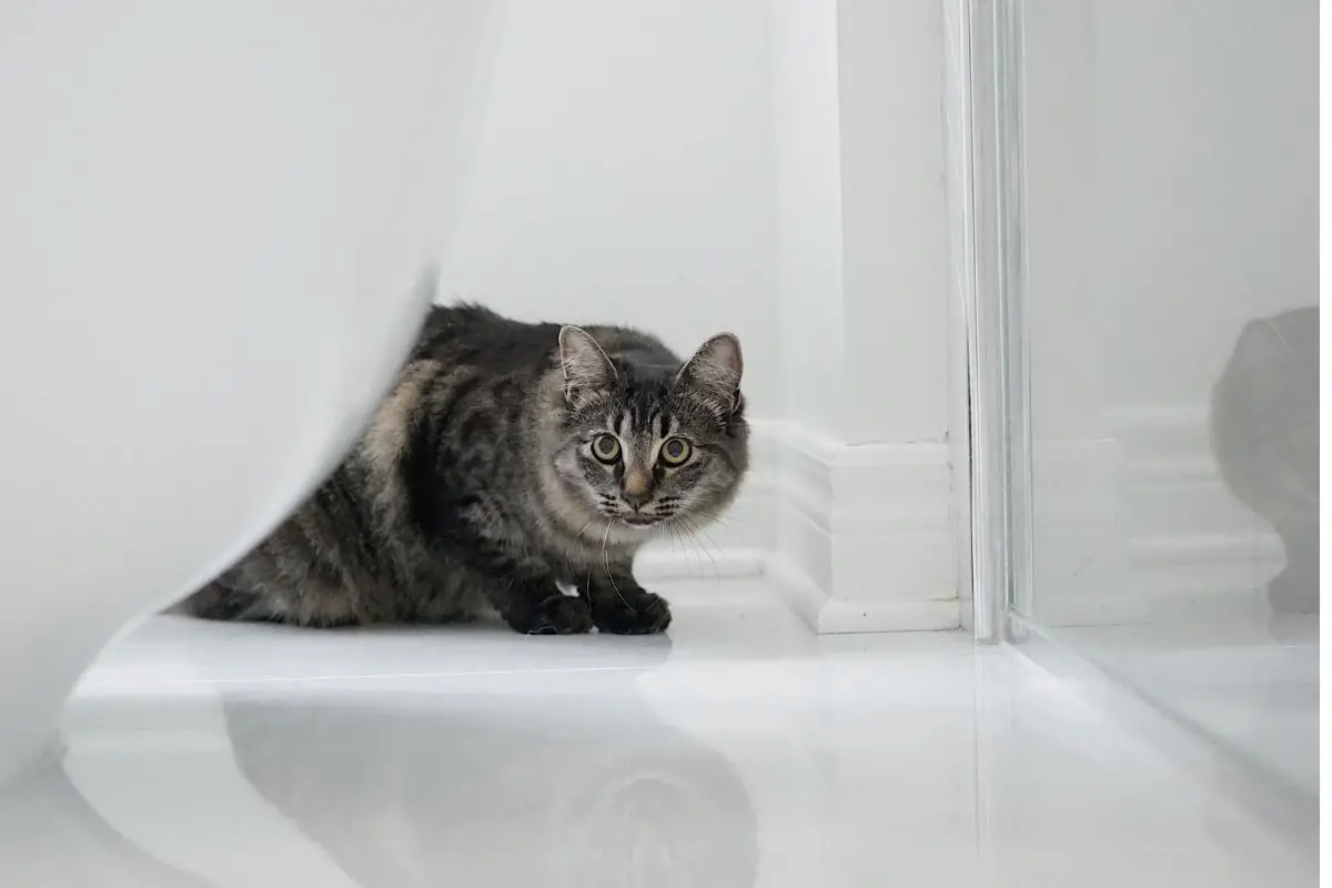 Are bath bombs safe for pets? DIY products 101